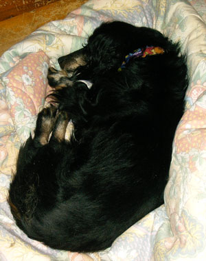 Mikey (Dachshund)