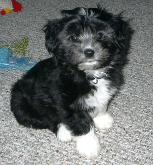 Shih+tzu+poodle+cross