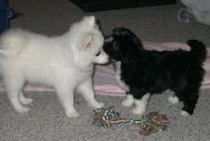 Muffin and Sparky