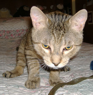 Riley (Rescued Cat)