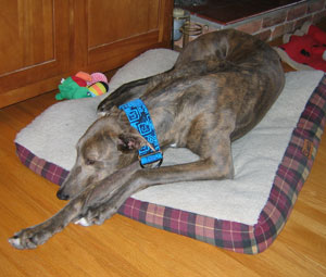 Scotty (Greyhound)