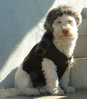 Scruffy "Crockett" in her Halloween Costume