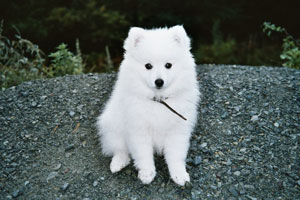 Toyo-Mikado (Japanese Spitz)