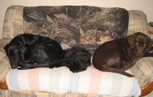 Alvie, Tommy and Coco Lounging on the Couch