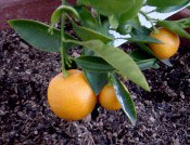 Growing Calamondin