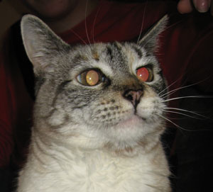 In Memory of BC (Baby Cat)
