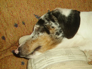 Gilead (Dachshund)