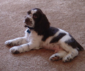 Guiness (Cocker Spaniel)