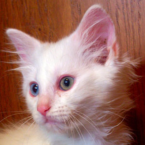 Muzby (Cotton Ball Breed)