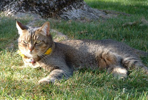 Nala (Abyssinian/Tabby mix)