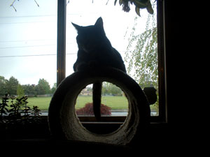 Patton in the Window