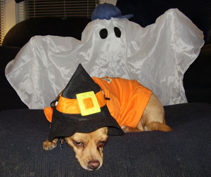 Sable at Halloween