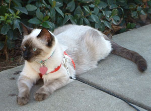 Sarabi (Siamese Cat)