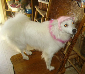 Shea Marie Spears (Japanese Spitz)