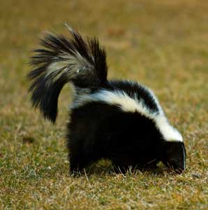 skunk298x300.jpg