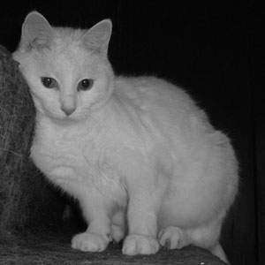 Snow White the Cat