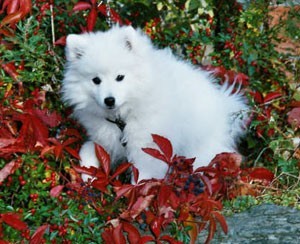 Toyo-Mikado (Japanese Spitz)