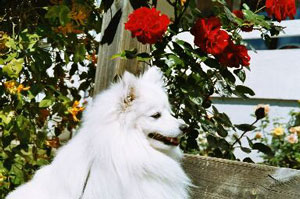 Toyo-Mikado (Japanese Spitz)