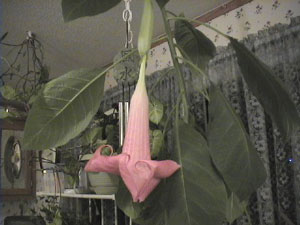 Brugmansia (Angel's Trumpet)