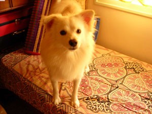 What breed is my dog? (Schipperke?)