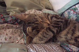 Aisha - Moggie