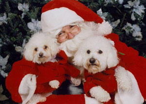 Beau and Molly (Bichon Frise)