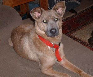 Foxy Brown (Aussie Shepherd/Coyote)