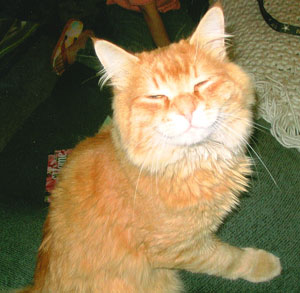 Peanut - Orange Tabby