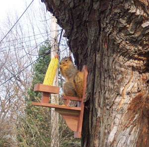 Pretty Boy (Squirrel)