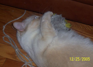 Prince Ming - Flame Point Siamese