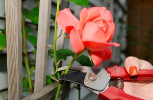 Rose Bush Cuttings