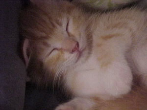 PuggyPoos the Cat