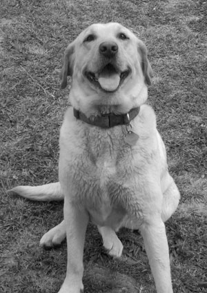 Sandy (Yellow Lab)