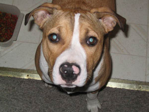 Sophie (Pitbull Mix)