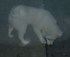 Sparky's First Snow