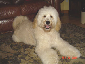 Sunny - Goldendoodle