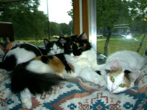 Mamma, Diva and Cotton