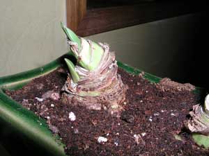 Amaryllis Bulb Stopped Growing