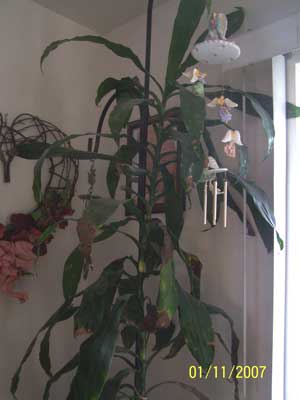 Help My Plant