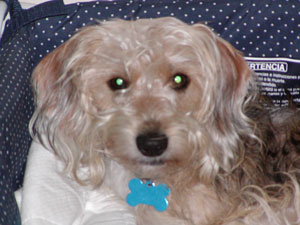 Buddy - Poogle (Poodle-Beagle Mix)