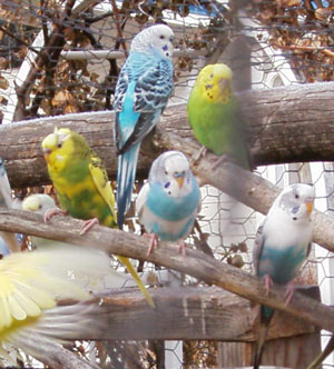 Acclimatized Parakeets