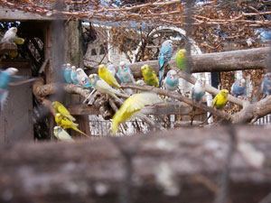 Acclimatized Parakeets