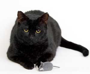 Inexpensive Cat Toys