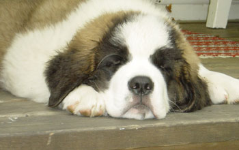 Cesar (St. Bernard)
