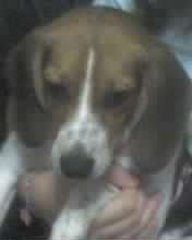 Daisy Star Loor (Beagle)