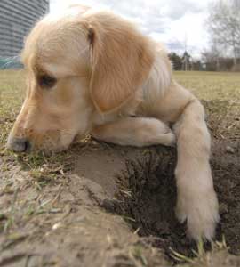 Dogs From Digging Holes