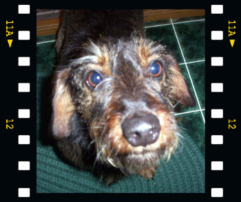 Ellie (Mixed Breed)