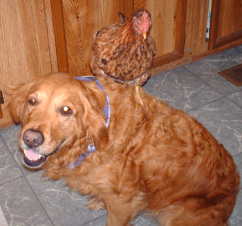 Emma (Golden Retriever) and Houdini (Chicken)