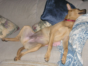 Herbie (Pharoah Hound/Terrier Mix)