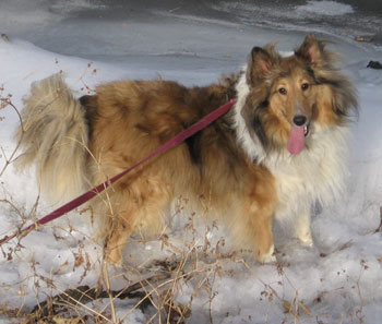 Killian (Sheltie)